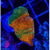SF grafted montipora