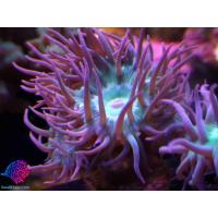 SF duncan coral