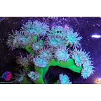 SF duncan coral