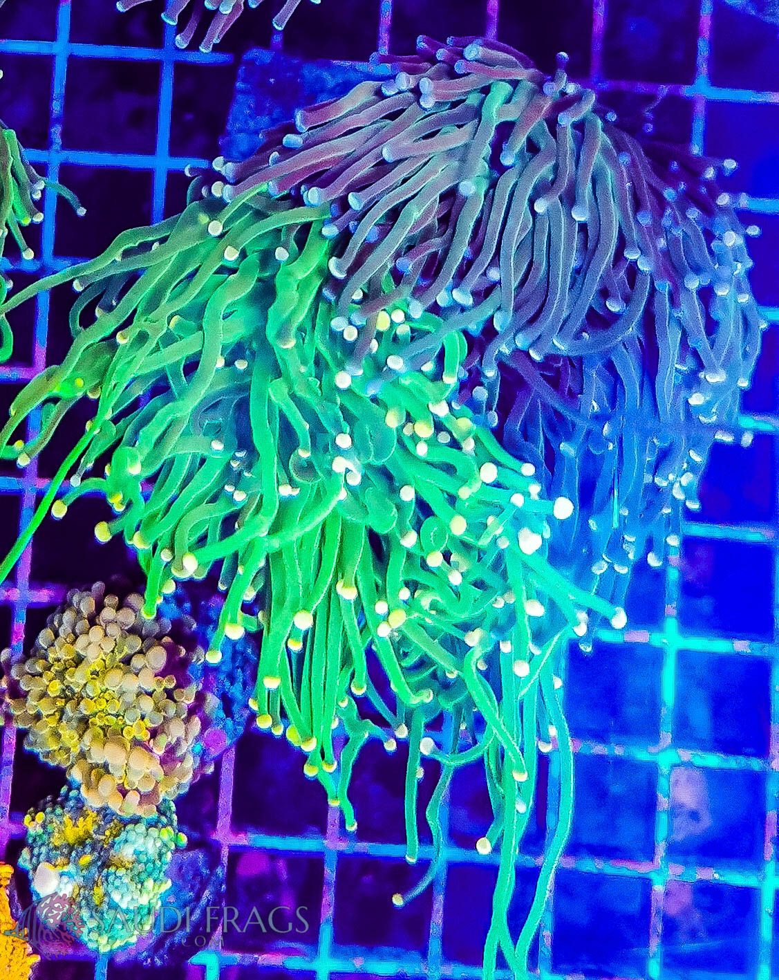 Two color  Green torch coral